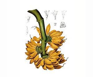 Free L'Artisan Parfumeur Bana Banana Scent
