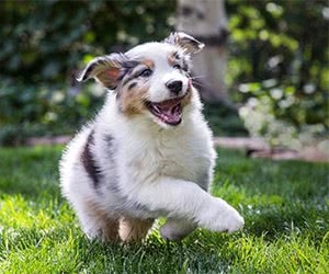 Free Purina Puppy Or Kitten Food Starters Kits
