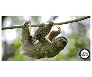 Free Happy Sloth Co. Sticker Pack
