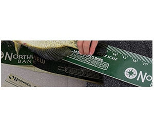 Free Northview Bank Fish Ruler
