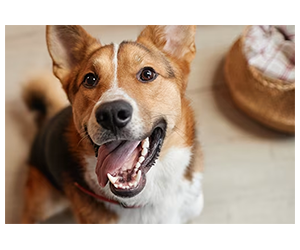 Free Petco In-Store Events, Puppy Playtime & Food Tastings