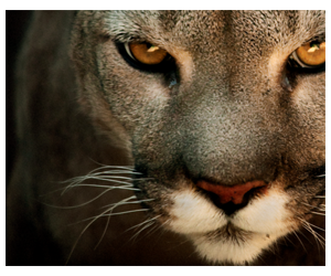 Free Puma Product Testing - Try New Fi Training Shoes Before They Launch!
