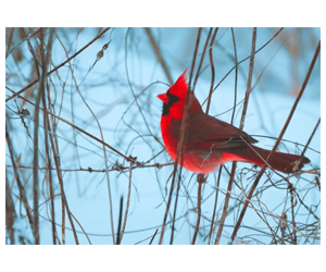 Free 2026 Anacostia Trails Heritage Area Calendar