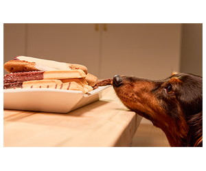 Free Petco National Cookie Day Treat