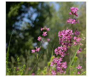 Free Seed Packet from World Wildlife Fund