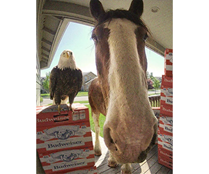 Win a Summer’s Worth of Budweiser Beer Money