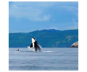 Free Vacations And Trips From Clipper
